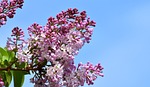 lilac blossom tree nature purple petals bloom spring stock photo