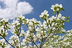 dogwood cornus florida american heaven clouds plant shrub stock photo