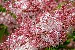 lilac small-leaf flower bloom pink white spring background stock photo