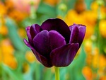 tulip flower wallpaper violet beautiful flowers petals bloom stock photo