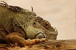 animal reptile lizard iguana nature wildlife schuppenkriechtier iguanidae stock photo
