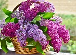 lilac flower basket happy mothers day plant wallpaper stock photo