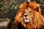 lion animal mammal nature predator mane zoo species stock photo