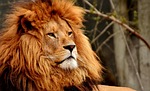 lion predator dangerous mane nature big cat masculine stock photo