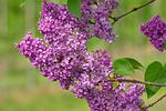 lilac blossom bloom violet spring tree ornamental shrub stock photo
