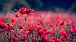 poppies flowers field poppy buds red petals flower stock photo
