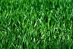 meadow field grass green nature landscape lawn juicy stock photo