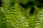 ferns leaf plant nature ornamental green stock photo