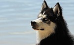 husky malamute dog pet canine animal fur snout stock photo