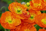 poppies flowers buds orange petals bloom blossom flora stock photo