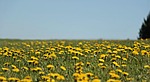 dandelion meadow spring yellow summer beautiful flowers flower stock photo