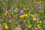 wildflower meadow flower wallpaper arable widow flowers dandelion stock photo