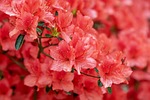 flower azalea wallpaper bloom beautiful flowers shrub rhododendron stock photo