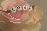 flower nature rose love happy valentines day beautiful stock photo