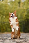 dog pet nature corgi canine breed animal mammal stock photo