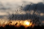 sunset grasses dusk evening atmosphere heaven plants close stock photo