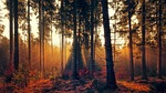 forest fog sunlight sunbeam bright autumn trees nature stock photo