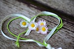 daisy heart beautiful flowers romance valentine