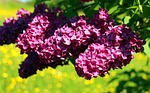 lilac blossom bloom ornamental shrub close up blossoms stock photo