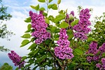 lilac ornamental shrub flower blossom wallpaper background bloom stock photo