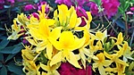 plant rhododendron yellow spring ornamental shrub flowers bright stock photo