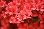 azaleas rhododendrons flowers petals red flower wallpaper background stock photo