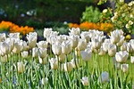 tulips tulip field flower background blossom white of stock photo