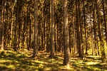 trees fir forest nature conifers sunlight naturally mood stock photo