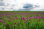 poppy field opium flower blooming stock photo