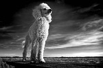 animal poodle mammal friend breed monochrome dog nature stock photo