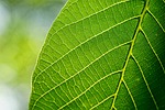 leaves nature leaf walnut spring macro green stock photo
