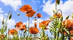 poppies meadow summer nature red flower poppy wallpaper stock photo