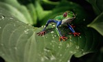 frog red-eyed tree nature animal wildlife amphibian stock photo