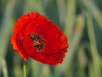 poppy flower background red petals wallpaper bloom blossom stock photo
