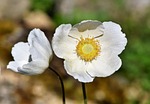 anemones flowers white flower wallpaper beautiful petals bloom stock photo