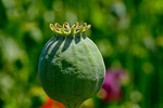 poppy seed capsule opium plant pod nature spring stock photo