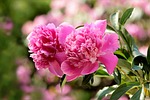 nature flower background plant peony paeonia pink beautiful stock photo