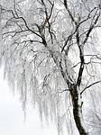 winter white cold snow wintry magic dream tree stock photo