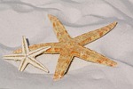 starfish sand sea star creature asteroidea echinoderm animal stock photo