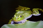 frog amphibian pond water animal wildlife green habitat stock photo