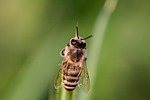 bee insect winged wings nature hymenoptera entomology macro stock photo