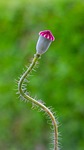 seed pod poppy capsule plant corn faded stock photo