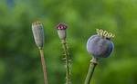 seed pod poppy capsule a variety of plant stock photo