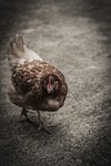 hen gallo beak chicken hens poultry feathers birds stock photo