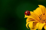 ladybug insect ladybird beetle beautiful flowers red flower stock photo