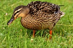 mallard duck bird nature plumage poultry ducks water stock photo