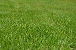 grasses lawn garden ornamental greenery meadow yard english stock photo