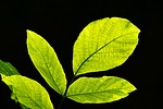 leaves backlighting nature leaf bright light green fresh stock photo