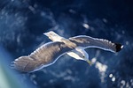 gull bird nature water sea flying flight wing stock photo