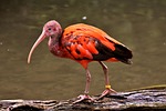 ibis nature eudocimus ruber scarlet red sickle plumage stock photo